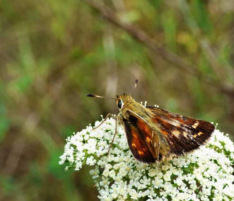 Hesperia comma - vesszős busalepke