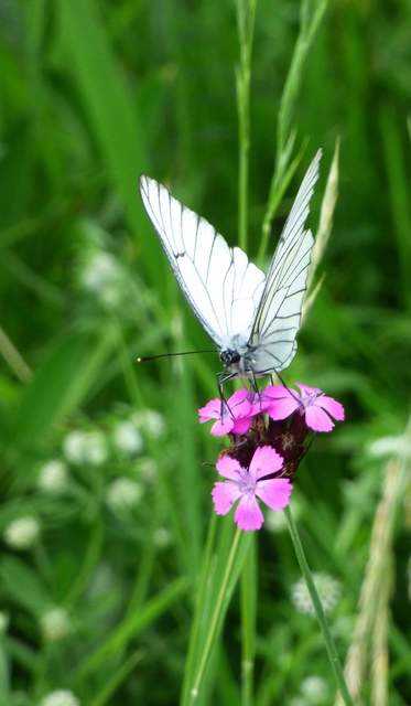Aporia crataegi - galagonyalepke