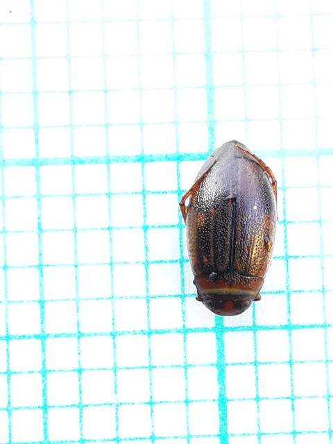 Hygrotus impressopunctatus - barázdás aprócsíkbogár