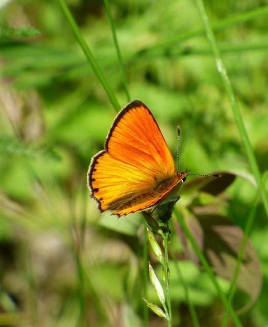 Lycaena virgaureae - arany-tűzlepke