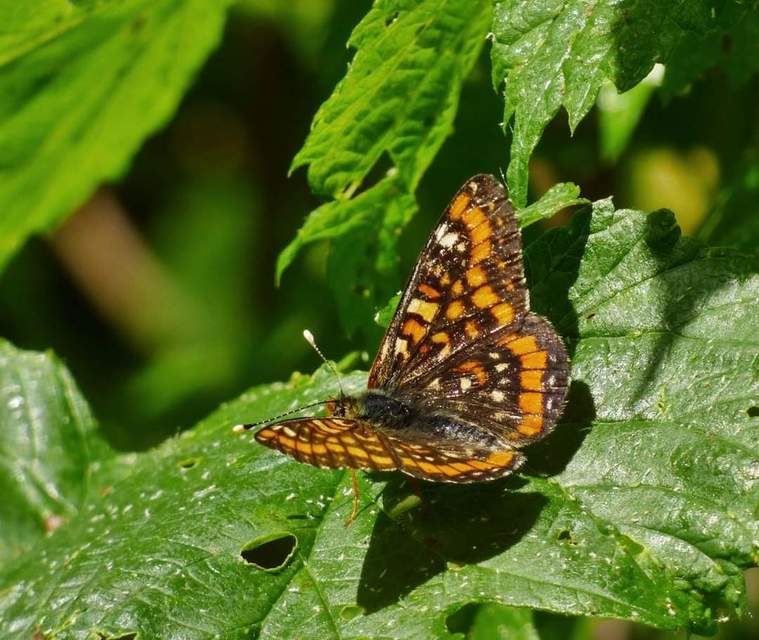 Euphydryas maturna - díszes tarkalepke