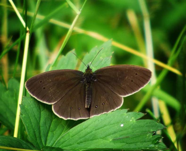 Aphantopus hyperanthus - közönséges ökörszemlepke