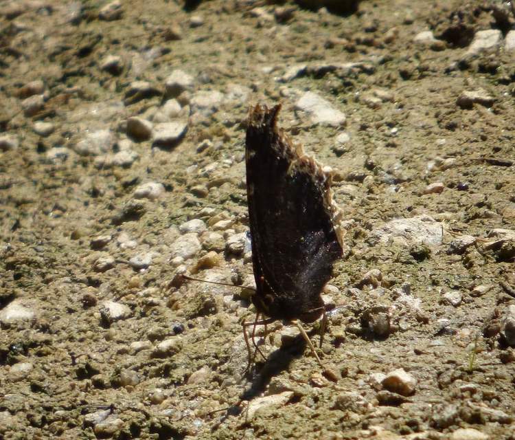 Nymphalis antiopa - gyászlepke