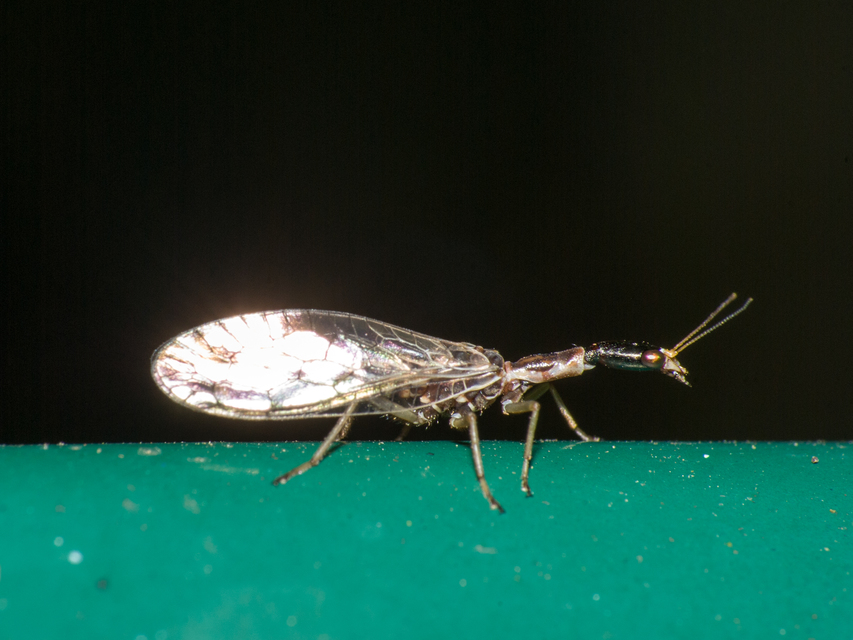 Raphidioptera - Tevenyakú-fátyolkák