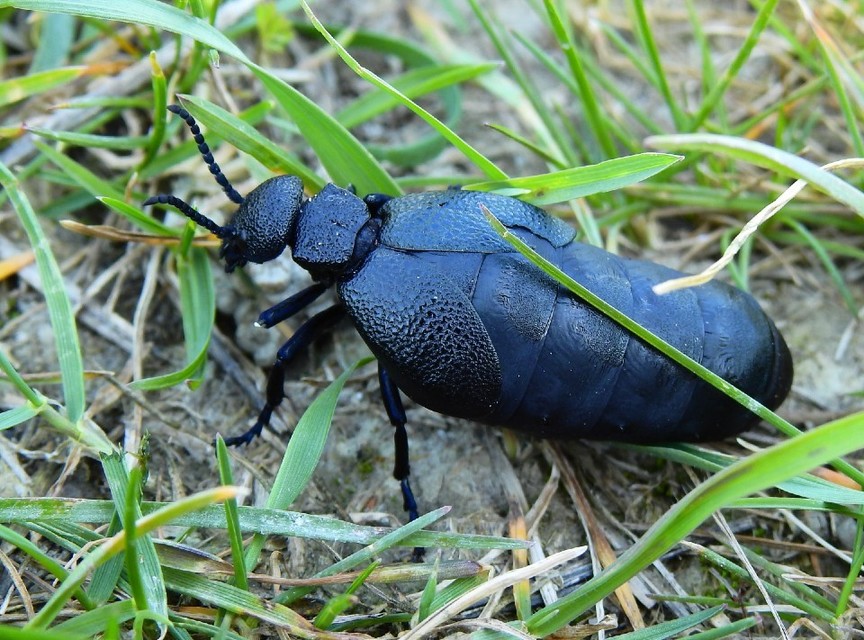Meloe cicatricosus - óriásnünüke