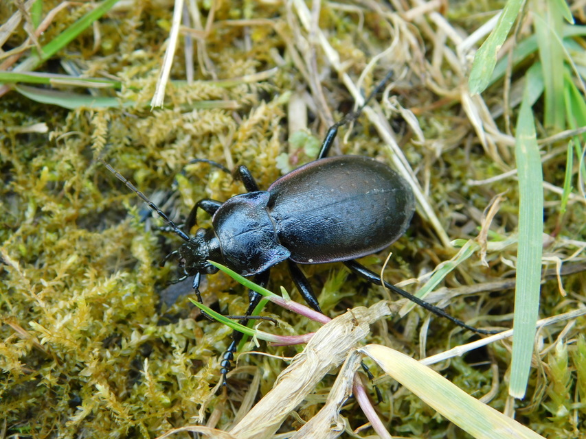 Carabus nemoralis - ligeti futrinka