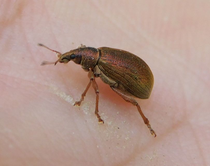 Polydrusus mollis - termetes lombormányos