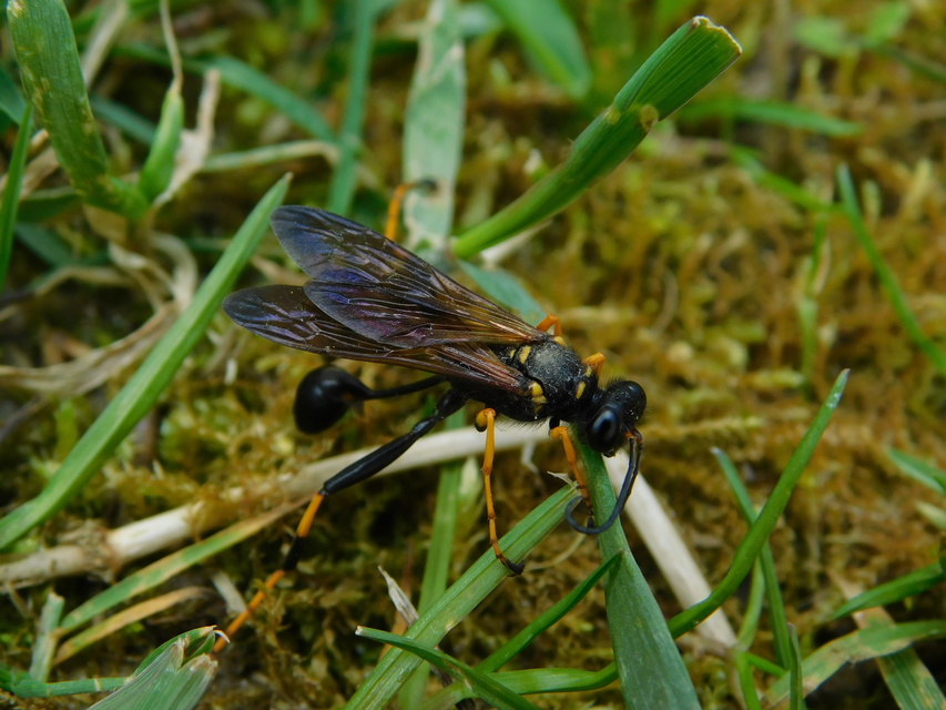 Sceliphron caementarium - feketenyelű lopódarázs