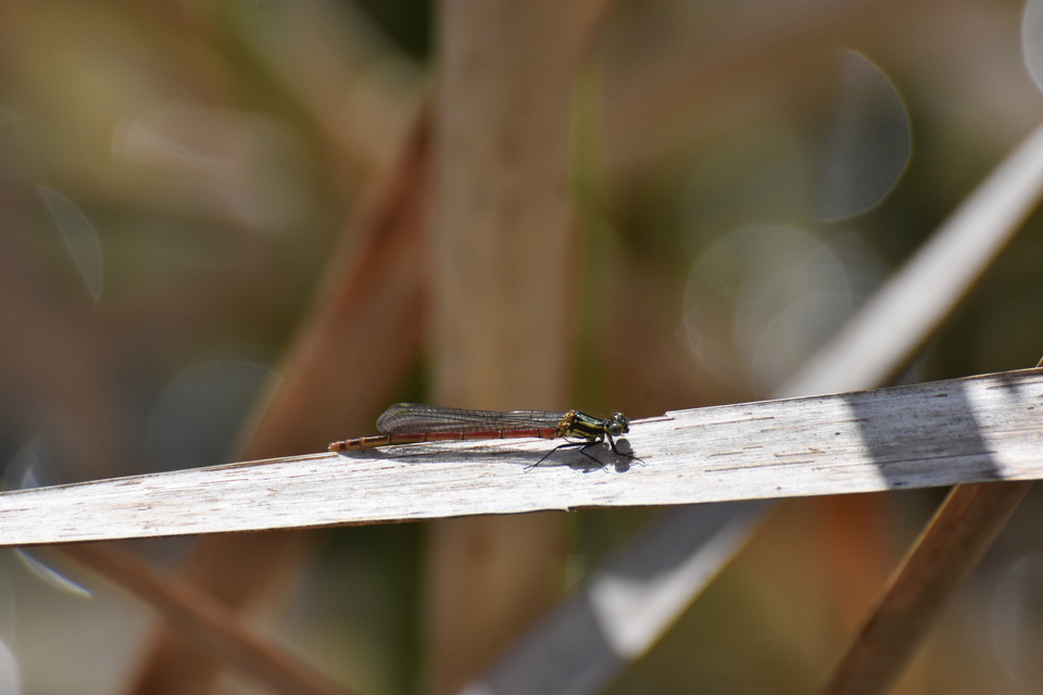 Pyrrhosoma nymphula interposita - vörös légivadász
