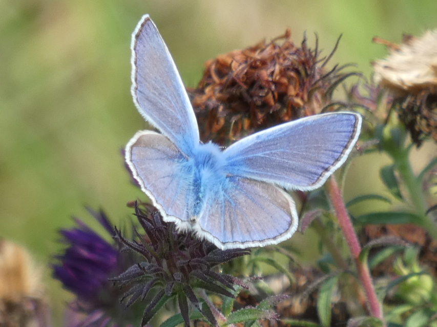 Polyommatus icarus - közönséges boglárka