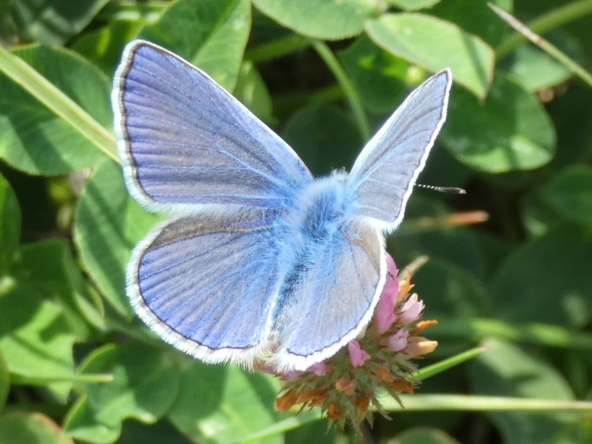 Polyommatus icarus - közönséges boglárka