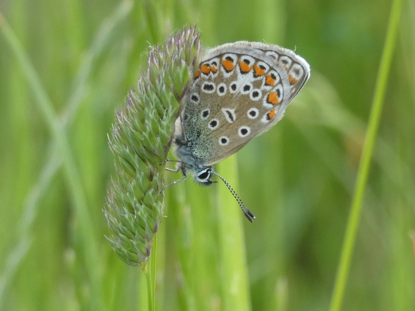 Polyommatus icarus - közönséges boglárka