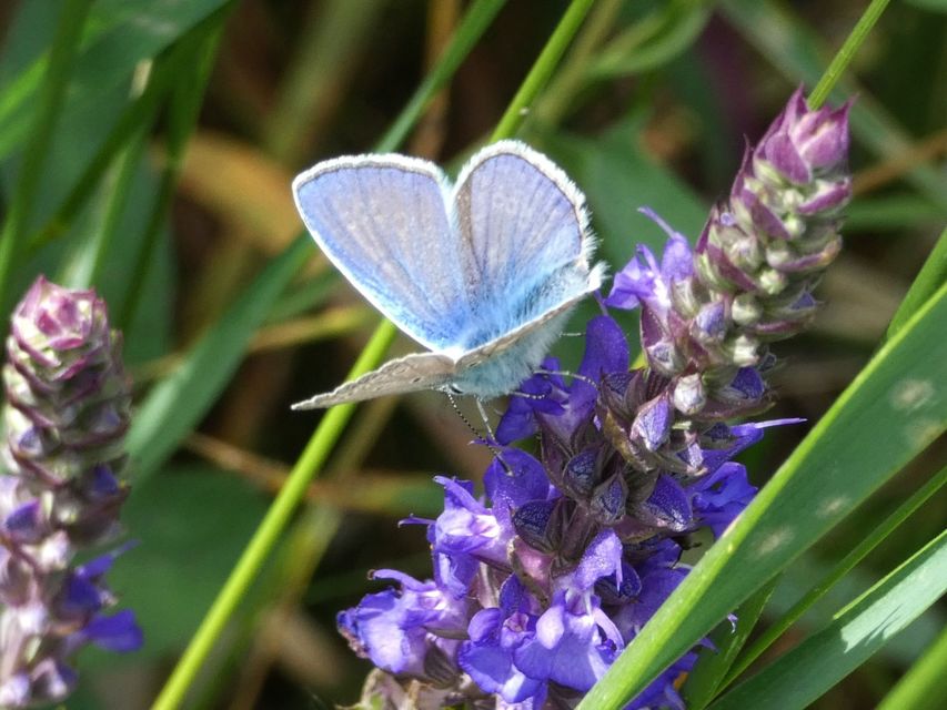 Polyommatus icarus - közönséges boglárka