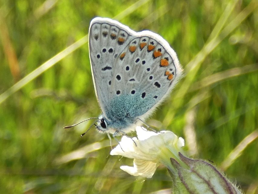 Polyommatus icarus - közönséges boglárka