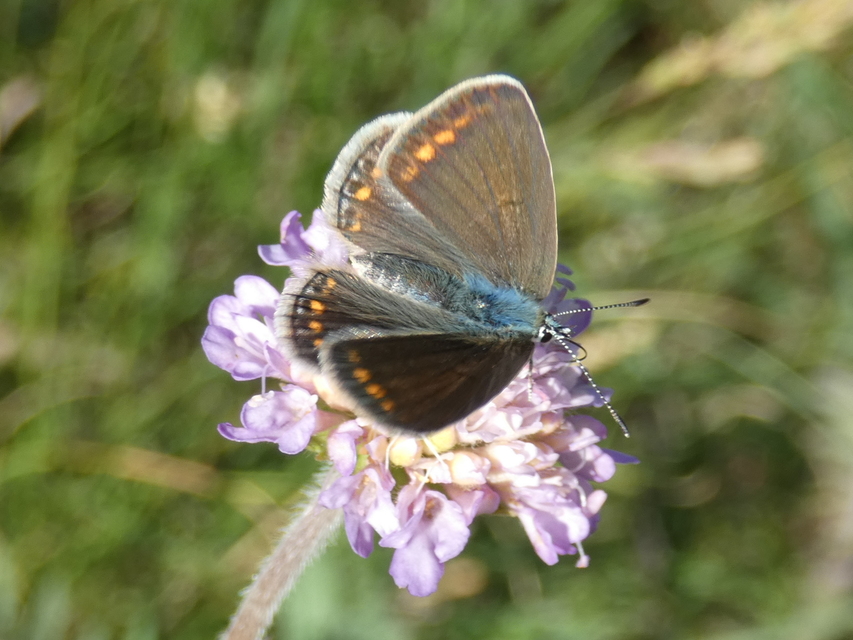 Polyommatus icarus - közönséges boglárka