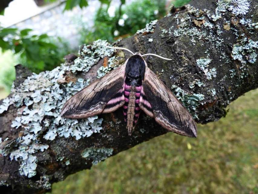 Sphinx ligustri - fagyalszender