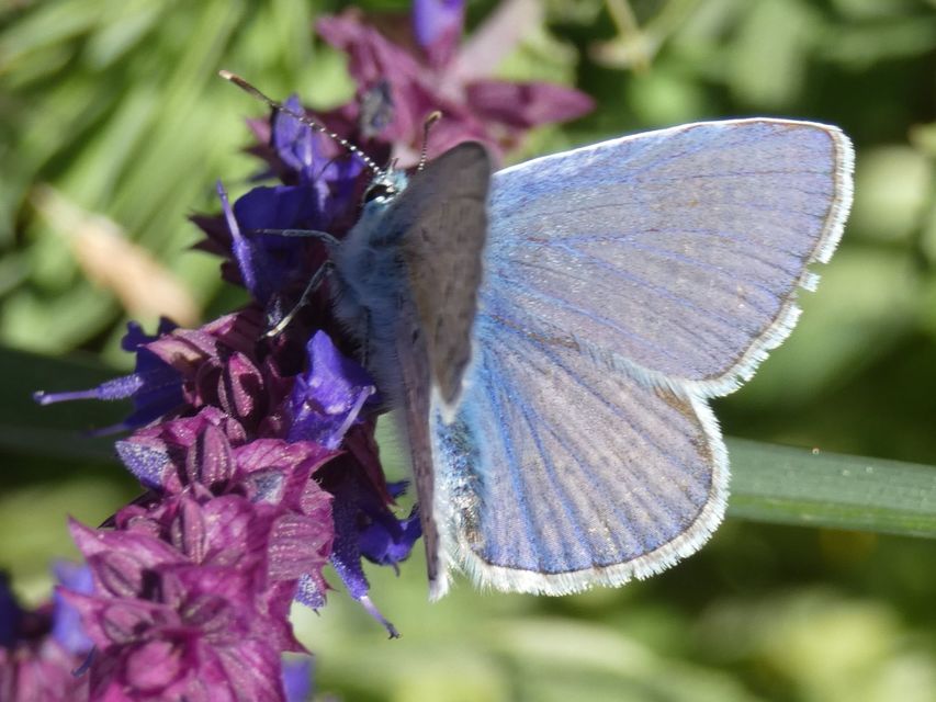 Polyommatus icarus - közönséges boglárka