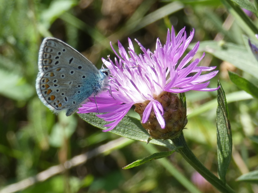 Polyommatus icarus - közönséges boglárka