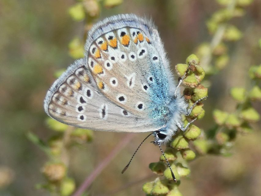 Polyommatus icarus - közönséges boglárka
