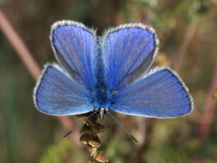 Polyommatus icarus - közönséges boglárka