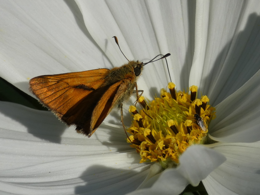 Ochlodes sylvanus - erdei busalepke