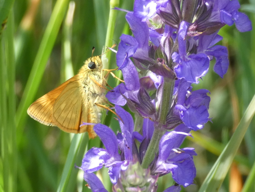 Ochlodes sylvanus - erdei busalepke