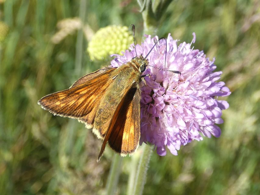 Ochlodes sylvanus - erdei busalepke