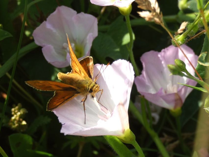 Ochlodes sylvanus - erdei busalepke