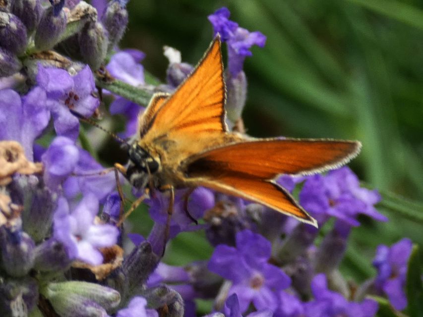 Thymelicus lineola - vonalas busalepke