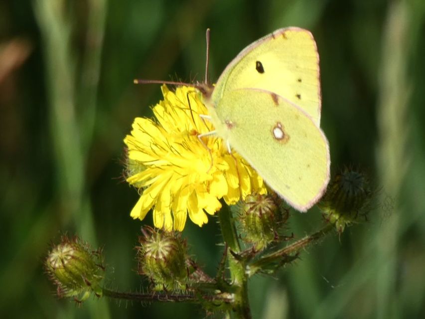 Colias hyale - kéneslepke