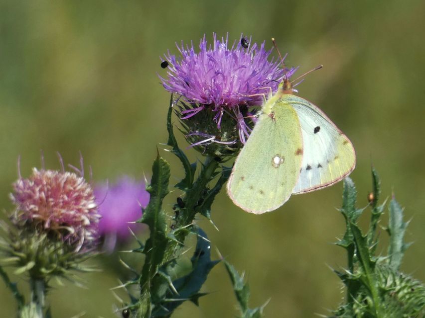 Colias hyale - kéneslepke