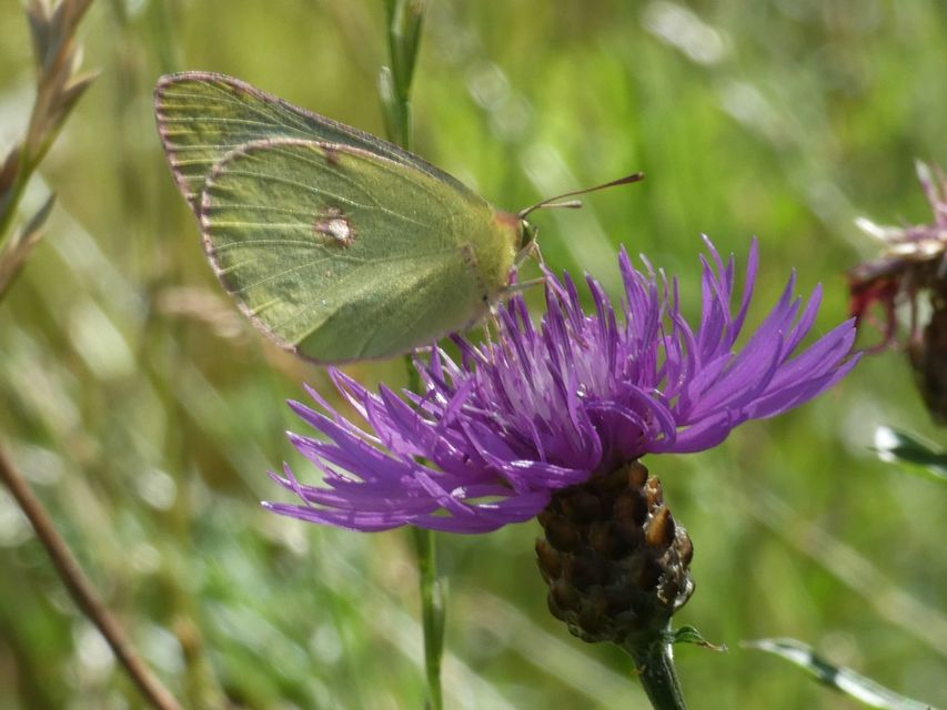 Colias