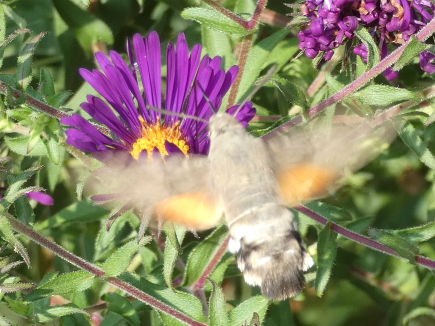 Macroglossum stellatarum - kacsafarkú szender