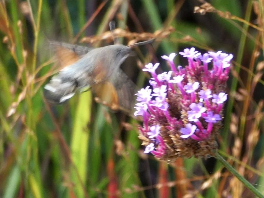 Macroglossum stellatarum - kacsafarkú szender
