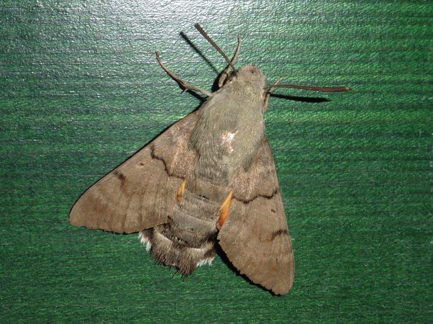 Macroglossum stellatarum - kacsafarkú szender