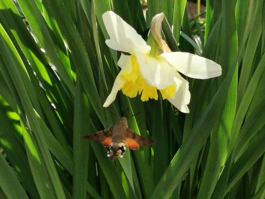 Macroglossum stellatarum - kacsafarkú szender