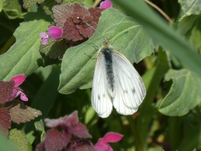 Pieris napi - repcelepke
