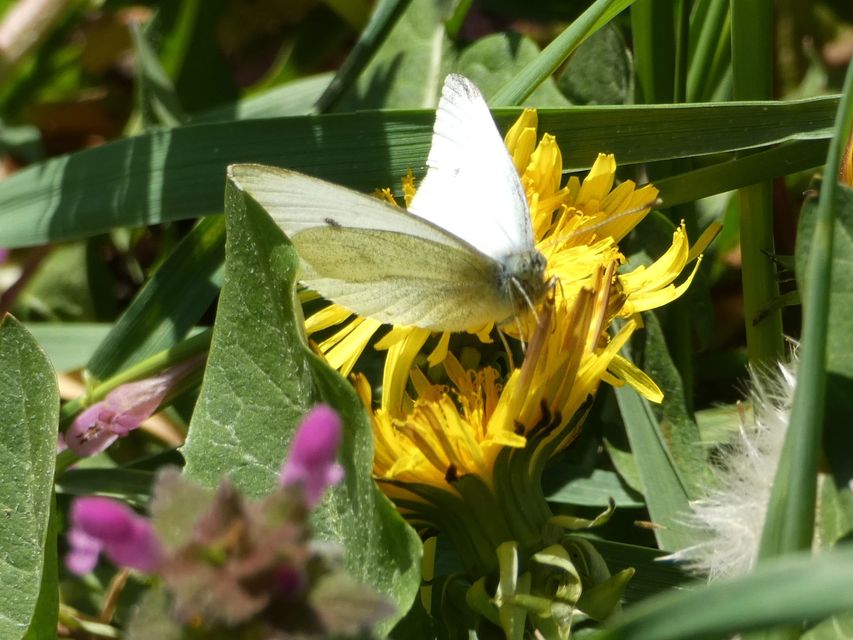 Pieris rapae - répalepke