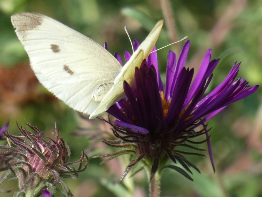 Pieris rapae - répalepke