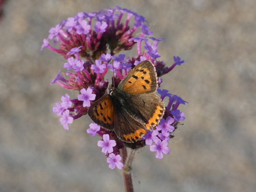 Lycaena phlaeas - közönséges tűzlepke