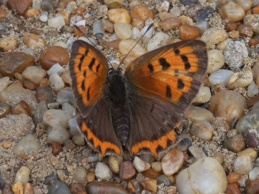 Lycaena phlaeas - közönséges tűzlepke