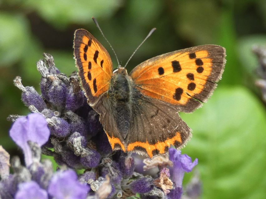 Lycaena phlaeas - közönséges tűzlepke