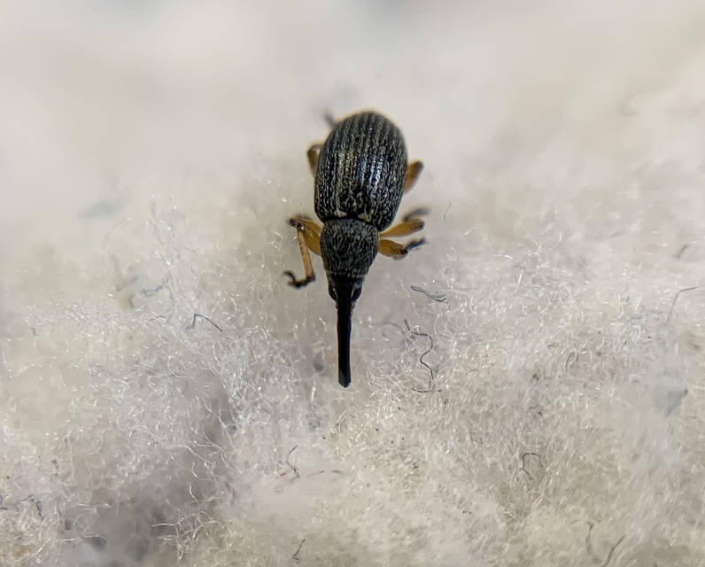 Pseudapion fulvirostre - fehérmályva-cickányormányos Pseudapion fulvirostre - fehérmályva-cickányormányos