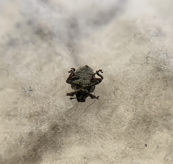 Neophytobius muricatus - tüskéshátú keserűfű-ormányos