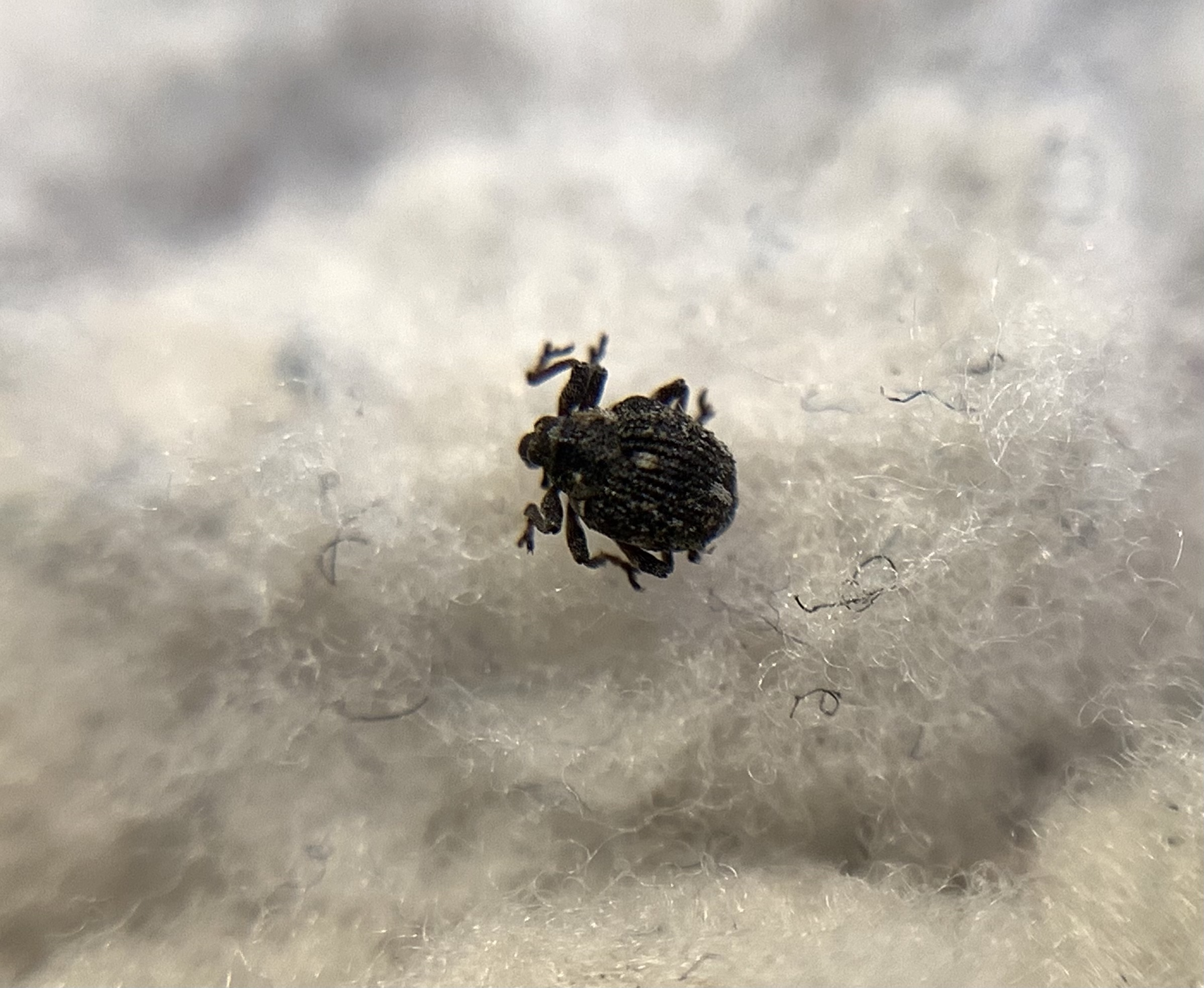 Neophytobius muricatus - tüskéshátú keserűfű-ormányos