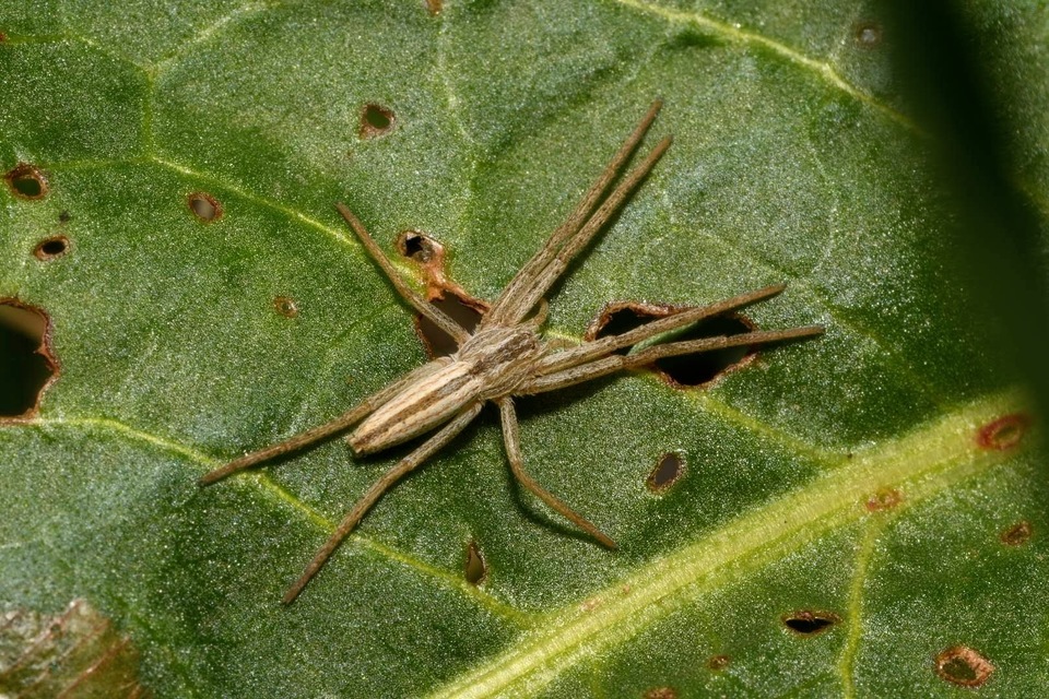 Tibellus