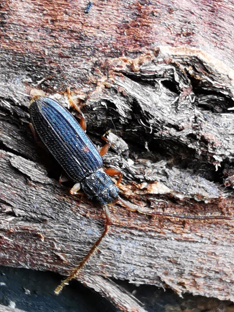 Uleiota planatus - hosszúcsápú fogasnyakú-lapbogár