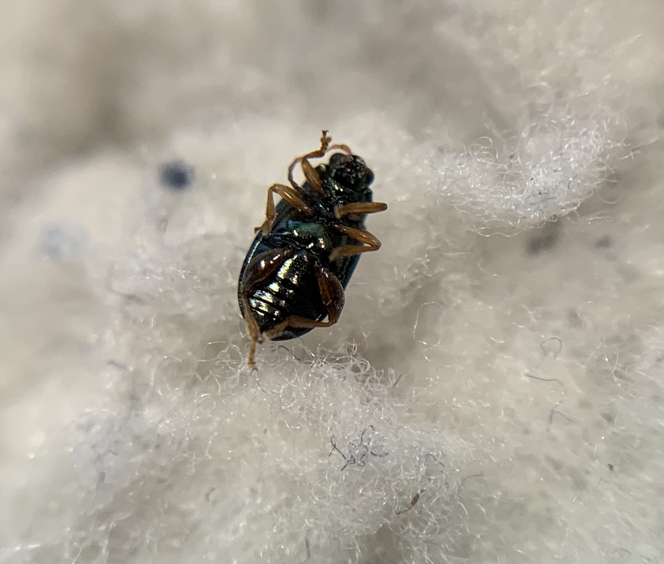 Crepidodera fulvicornis