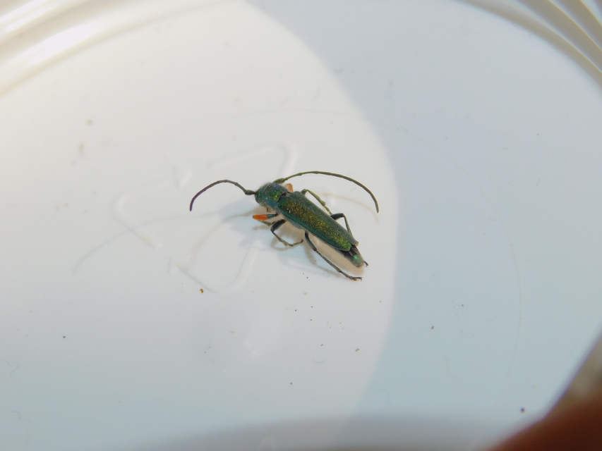Phytoecia caerulea - fémzöld fűcincér Phytoecia caerulea - fémzöld fűcincér