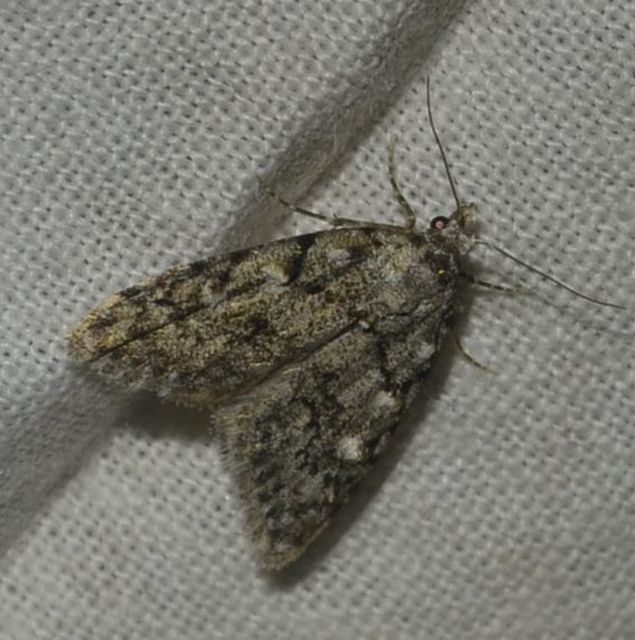 Nola cicatricalis - szürke pamacsosszövő